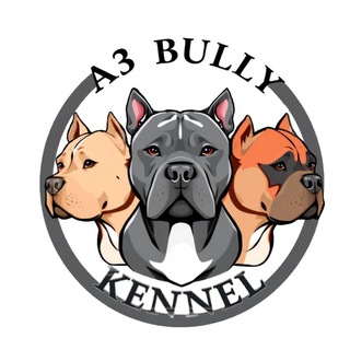 Американские Булли Питомник собак A3 Bully