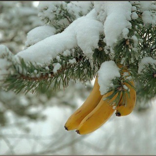 Banano, покупка виртов, донатов