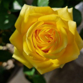 Александра Семёновна