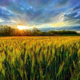 Антон Колесников AgroFamily