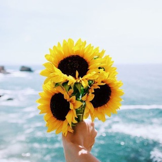 Солнечные страницы