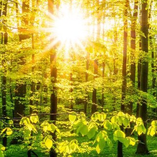 Путь к Свету