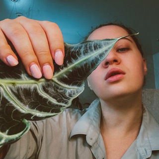 Матерь ароидных 💚 Алоказии 💚 Сингониумы 💚 Филодендроны • цветы и садоводство