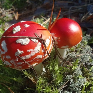🍄 Алтайский Мухомор. Интеграция в жизнь.
