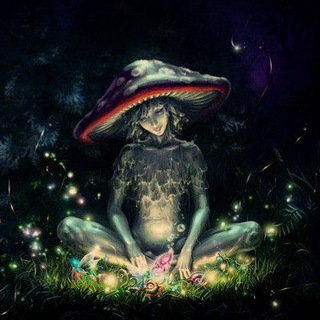 🍄 Amanita Dreams 🍄