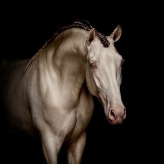 𝘈𝘮𝘣𝘦𝘳 𝘙𝘪𝘥𝘨𝘦 — Помощь для виртуальных конюшен.