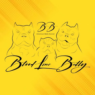 BB.Bloodline Bully Irkutsk