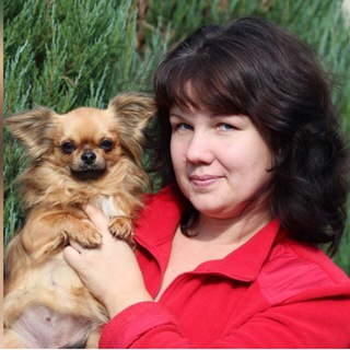 питомник чихуахуа Аморе Аморуссио