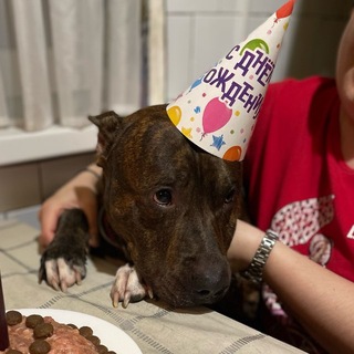 ❤️ Клуб Любителей Породы Амстафф ❤️