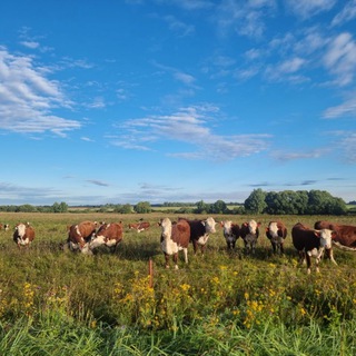 фермер Андрей Давыдов. ГЕРЕФОРД.РФ