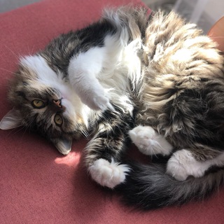 Уравнения и котики