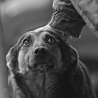 Animalpolice.ru🐶🐱🦊🇷🇺