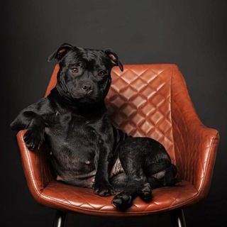 Питомник собак Aranion Azgar