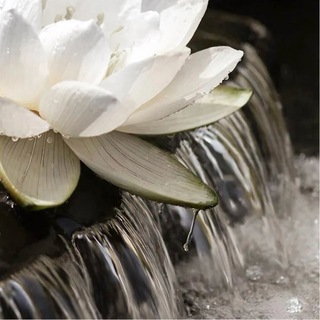 ﹫ 𝓐𝑟𝑜𝓂𝒶 𝓛𝑜𝑡𝓊𝓈 ۫ 𝄒