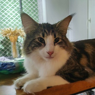 🐈 Aurora Borealis*Ru Norvegian Forest Cat Норвежские лесные кошки