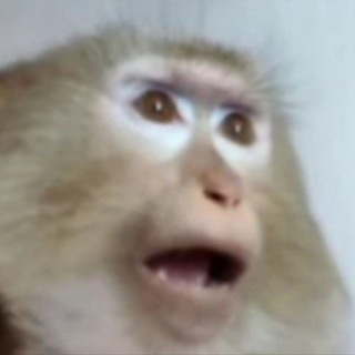 Babizyan Team | Limited