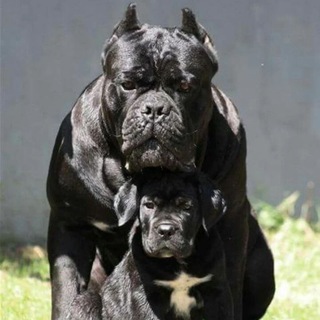 Barmaley🔥🔥🔥