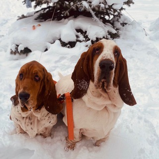 Basset-Hound Leopold&Frida