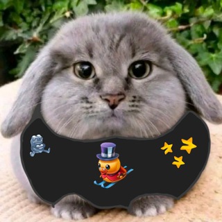 Базук тим🌴