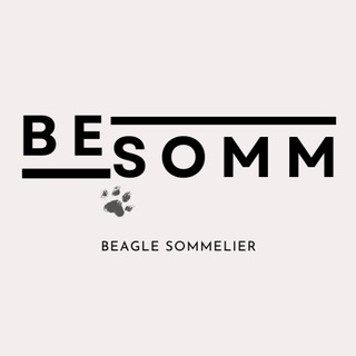 BeSomm | Вино и бигль