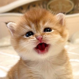 🐈 Котята Bel L’Mur