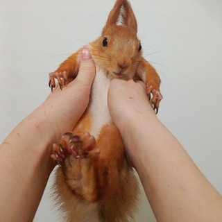 Девочка & Белочка 🌸