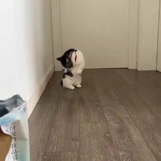 Белоснежка Дапи