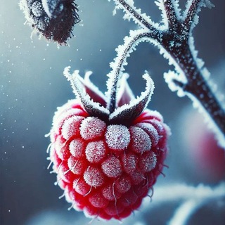 Одного поля Ягодки 🍓