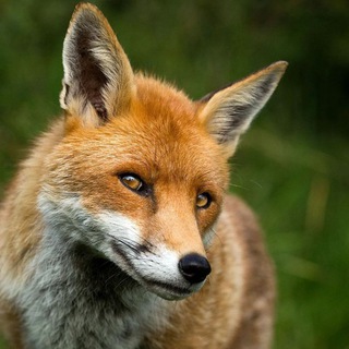 Всё под контролем или СУЕТУ навести ОХОТА🦊🐯🐻