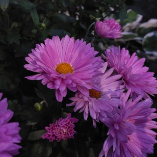 💗Bisᥱr_𐌑ᥲsɦyκ᧐👑