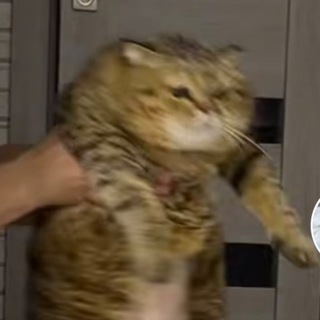 Продажа и пруфы zvezdo4ki🥴