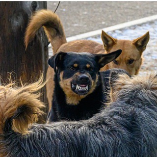 Бродячие собаки