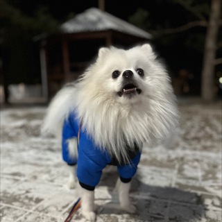 пушистик🤍