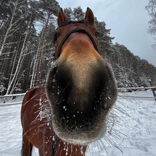Бурёнкины рассказы