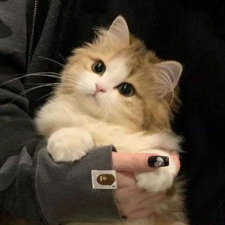 парные авы | котики | обои