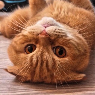 Факты и приколы от кота Бисквита