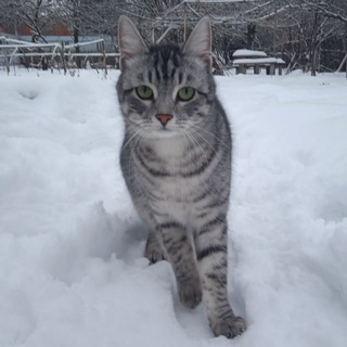 Котик Сёма😻