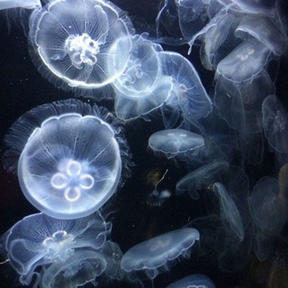 - список воспроизведения 🎧