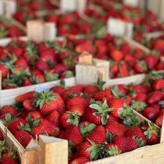 Ягоды&Фрукты(клубника ,шоколад ,ягоды ,фрукты