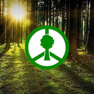 🏞 Проект "Чистый Лес" Снова открыт