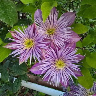 Клематисы Узбекистана и другие растения Jamilya Burova