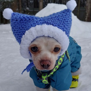 Космопёс 🐾