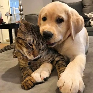 КотоПёс&Co 🐾