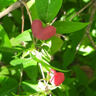 Фото Видео Природа 🍀