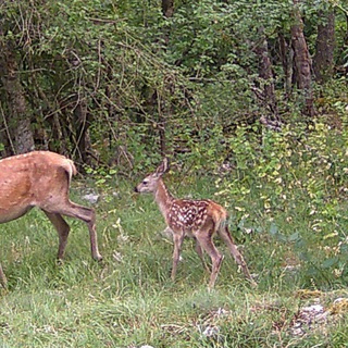 Крымская фотоохота
