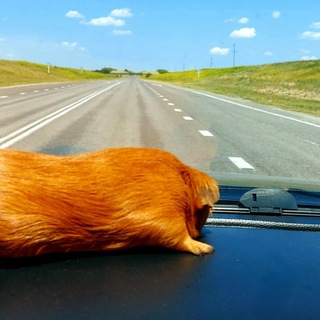 Телега путешествий🌏