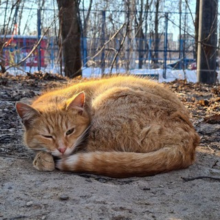 Любопытный Кот