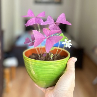 ЦВЕТОЧНАЯ МАГИЯ 🌱