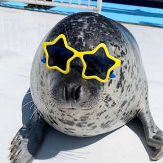 · дейли тюлени