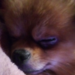 🐶Dgessika🐶❤️